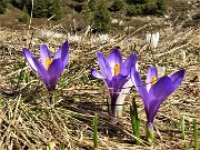 28 Al Monte Campo (Baita del Tino 1870 m) Crocus vernus (Zafferano maggiore) violetti 